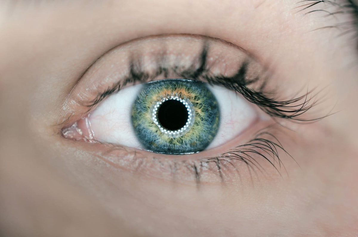 Research Shows Blue Light Can “Reset Our Internal Clocks” - The Blue Light Circadian Rhythm