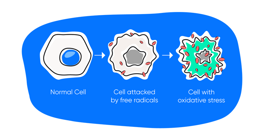 Oxidative Stress